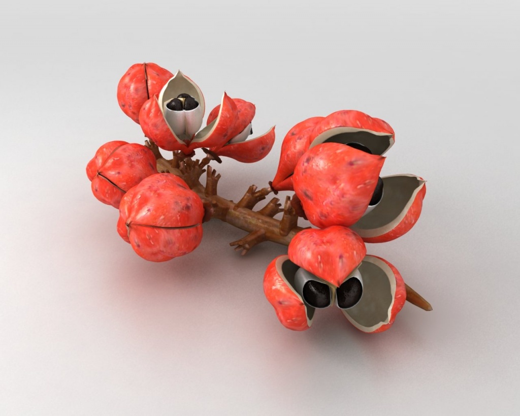 Энергичная гуарана